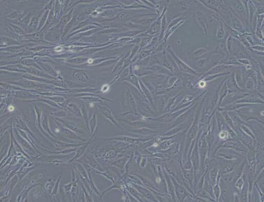 MS1（小鼠胰岛内皮细胞）,MS1