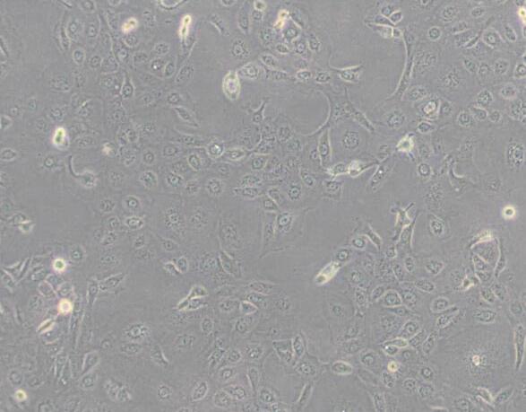 NCI-H1650（人非小细胞肺癌细胞）,NCI-H1650