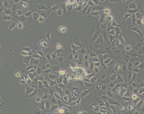 NCI-H292（人肺癌細(xì)胞(淋巴結(jié)轉(zhuǎn)移)）,NCI-H292