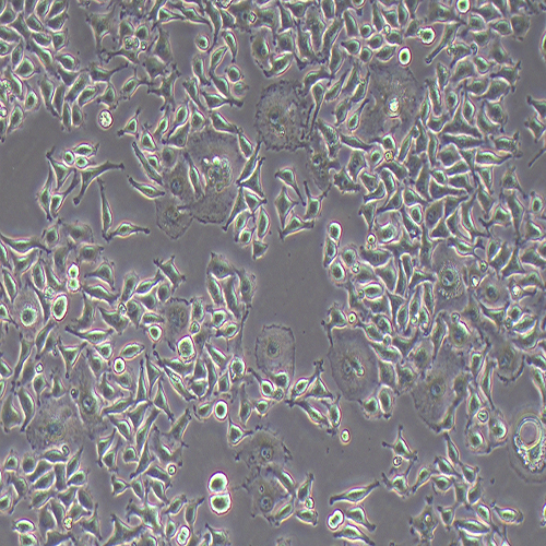 L929-LUC-GFP（小鼠成纖維細胞-綠色熒光蛋白）