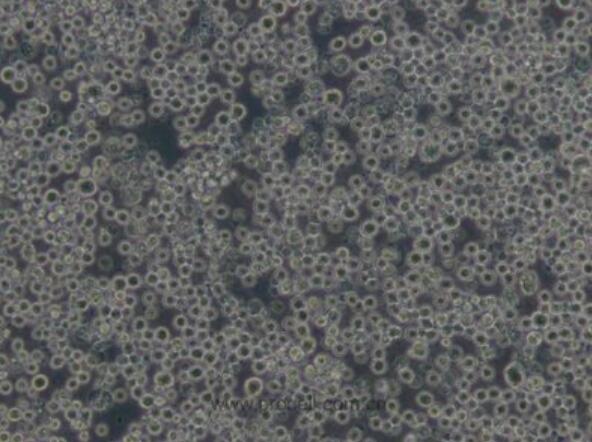 P3X63Ag8（小鼠骨髓瘤细胞）,P3X63Ag8