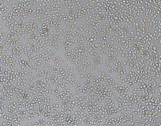 P815（小鼠肥大细胞瘤细胞）,P815