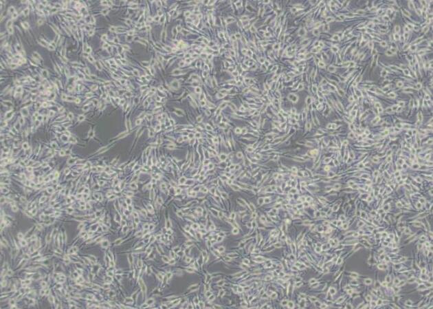 RBL-2H3（大鼠嗜碱性细胞白血病细胞）,RBL-2H3
