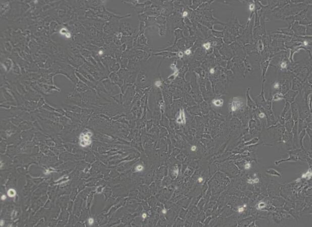 RF/6A（猴脉络膜-视网膜内皮细胞）,RF/6A