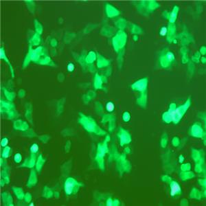 HCT116-CGFP（人结肠腺癌细胞-绿色荧光蛋白标记）