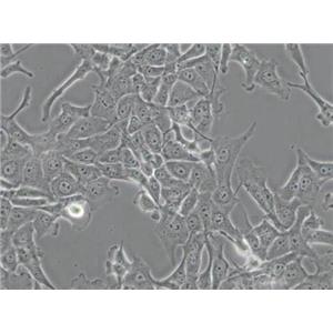 MDBK [NBL-1]（牛肾细胞）