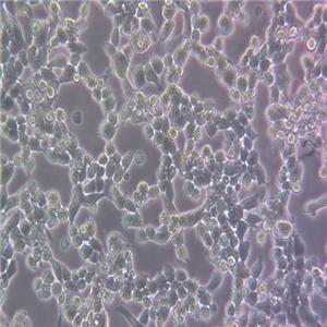 HEK293T-COGFP（人胚肾细胞-绿色荧光蛋白标记（STR鉴定正确））