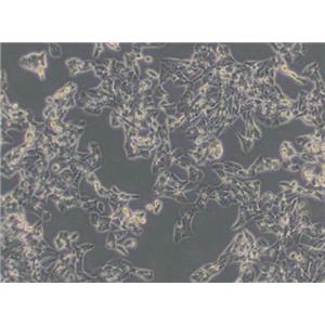 MLTC-1（小鼠睾丸间质细胞瘤细胞）