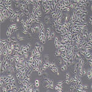 L929-LUC-GFP（小鼠成纤维细胞-绿色荧光蛋白）