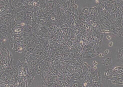 TM3（小鼠睾丸间质细胞）,TM3