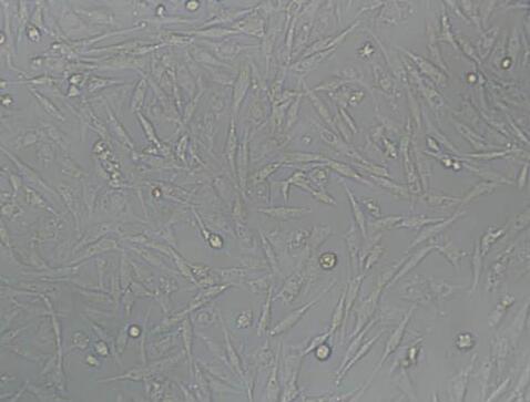 UMNSAH/DF-1（鸡胚成纤维细胞）,UMNSAH/DF-1