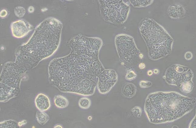 SW1116 (人結(jié)腸腺癌細(xì)胞) （L15）,SW1116