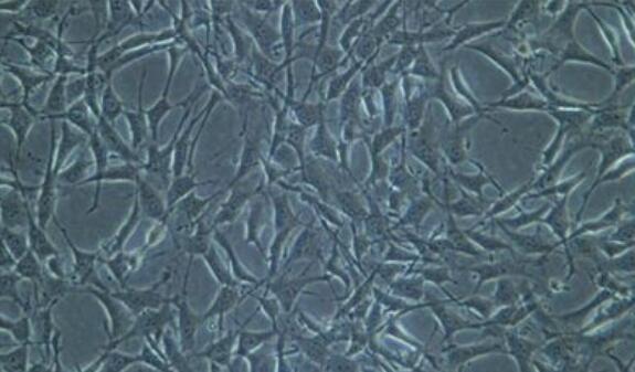 TG-905（人脑胶质母细胞瘤细胞）,TG-905