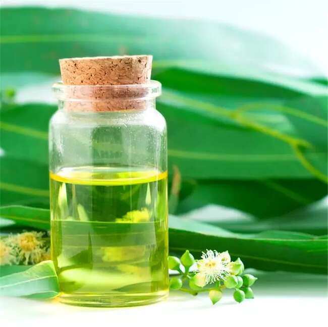 桉叶素,Cineol (Eucalyptol)