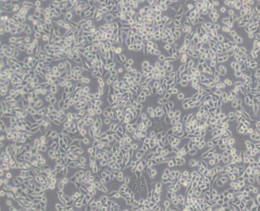 L Wnt-3A（小鼠皮下结缔组织细胞）,L Wnt-3A