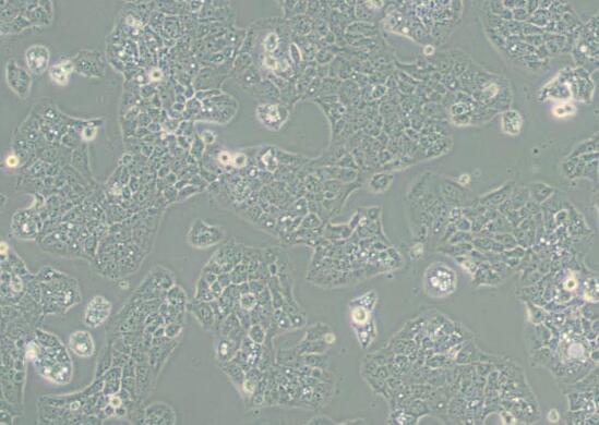 MS751（人子宫颈表皮癌细胞）,MS751