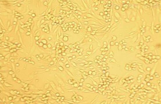 Psi2 DAP（小鼠胚胎成纤维细胞）,Psi2 DAP