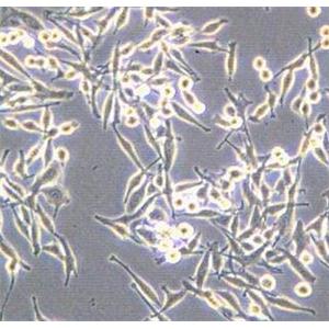 LA795（小鼠肺腺癌细胞）
