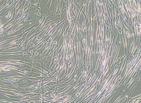 IMR-90（人胚肺成纤维细胞）,IMR-90
