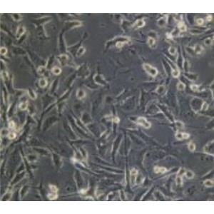 W6/32（小鼠B细胞杂交瘤细胞）,W6/32