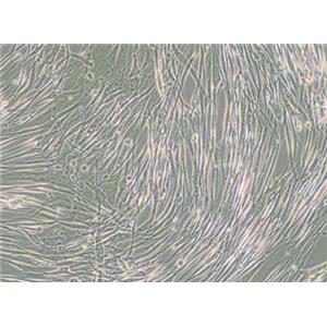 IMR-90（人胚肺成纤维细胞）