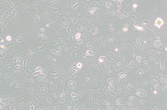 MARC-145 [Marc-145; Marc 145; Marc145]（非洲绿猴胚胎肾细胞）,MARC-145