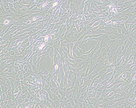 GC-2spd(ts)（小鼠精母细胞）,GC-2spd(ts)