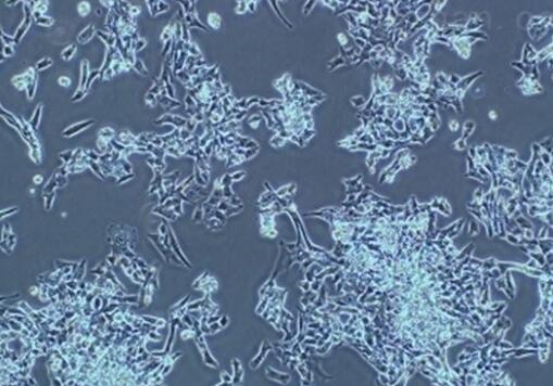 MM.1S（人IgA- 骨髓瘤细胞）,MM.1S