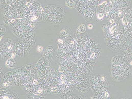 NCI-H1437（人肺癌细胞）,NCI-H1437