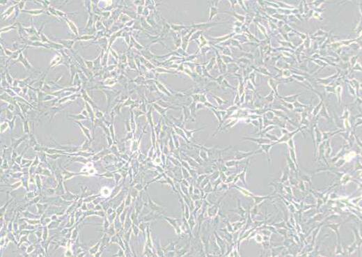 RG2 [D74]（大鼠胶质瘤细胞）,RG2 [D74]