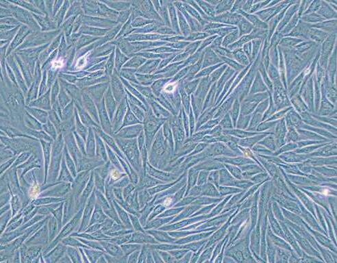 NCI-H1563（人胚肺细胞）,NCI-H1563