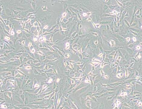 KTC-1（人甲状腺癌细胞）,KTC-1