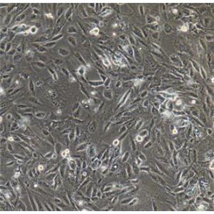 HSPC-1（人造血干细胞）