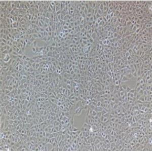 TC-1（小鼠肺上皮细胞）