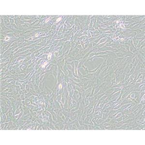 GC-2spd(ts)（小鼠精母细胞）