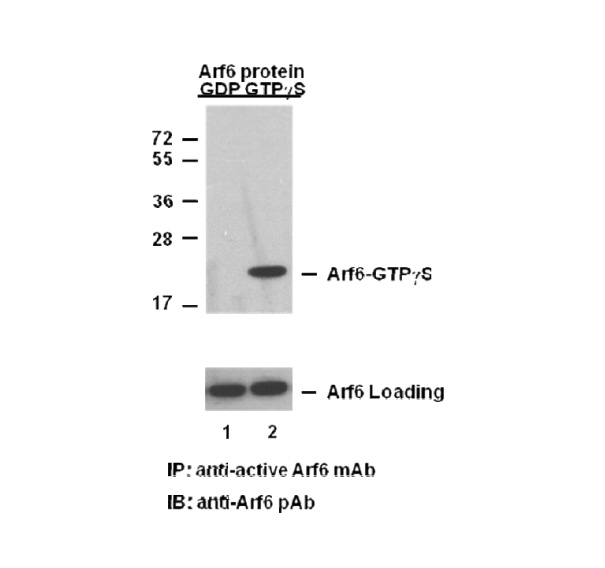 Ral GTP 小鼠單抗,Anti-Ral-GTP Monoclonal Antibody