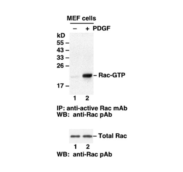 Rac-GTP 小鼠單抗,Anti-Rac1-GTP Monoclonal Antibody