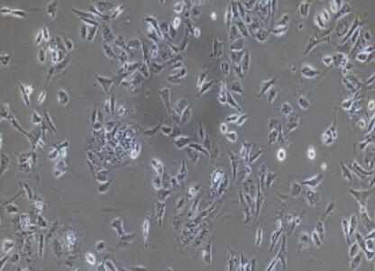 人小肠黏膜上皮细胞,Human small intestinal epithelial cells