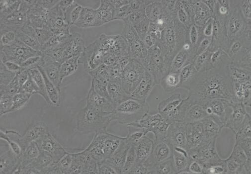 人腎皮質(zhì)上皮細(xì)胞,Human renal cortical epithelial cells