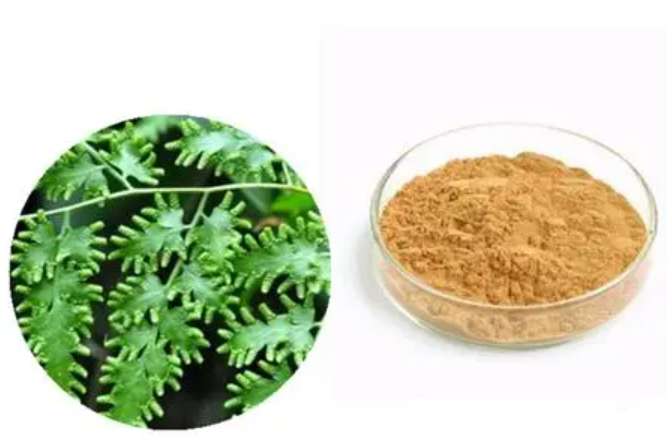 海金沙提取物,Lygodium japonicum Extract