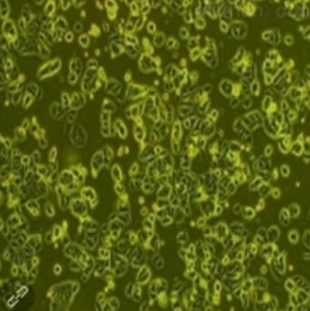 人肾实质细胞,Human renal parenchyma cells