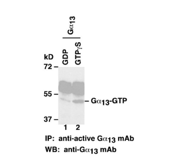 Gα13-GTP 小鼠單抗,Anti-Gα13-GTP Mouse Monoclonal Antibody