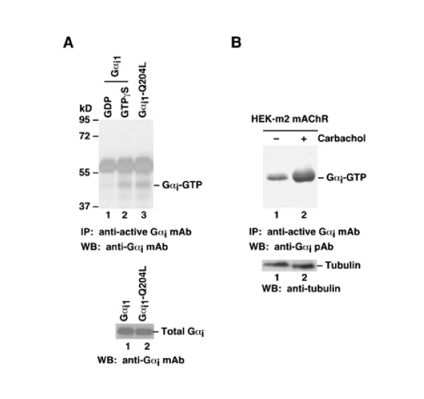 Gαi-GTP 小鼠單抗,Anti-Gαi-GTP Mouse Monoclonal Antibody