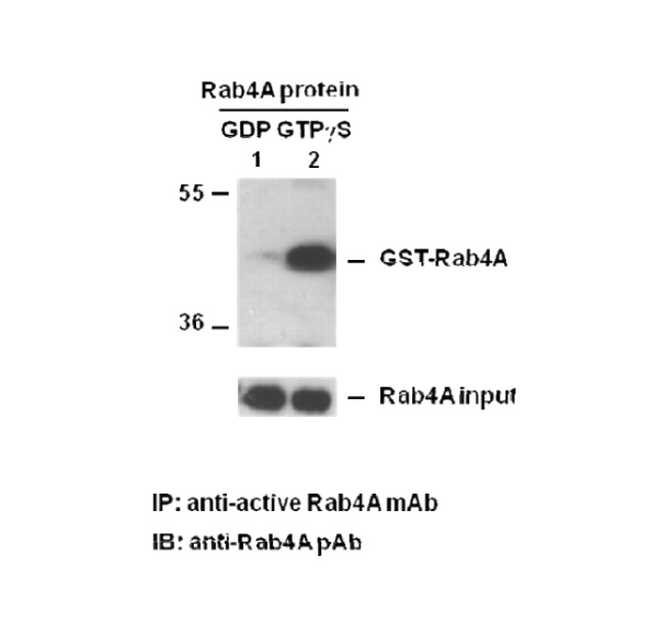 Rab4A-GTP 小鼠单抗,Anti-Rab4-GTP Monoclonal Antibody