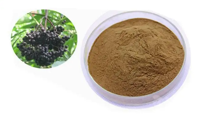 接骨木提取物,Elderberry Extract