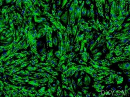 人真皮微血管内皮细胞,Human dermal microvascular endothelial cells
