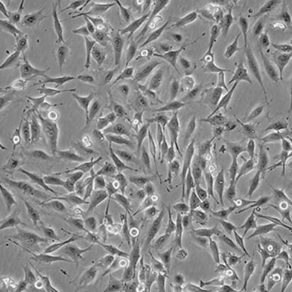 人真皮淋巴上皮细胞,Human dermal lymphoepithelial cells