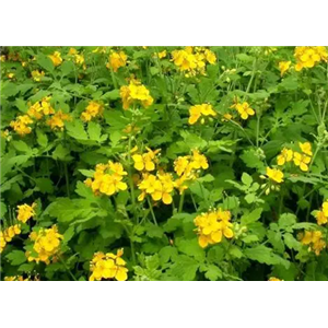 白屈菜提取物,Celandine Extract