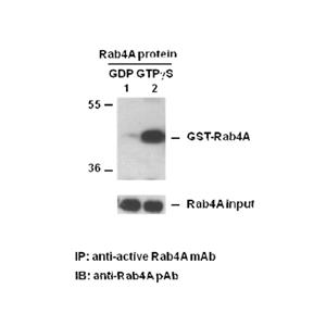 Rab4A-GTP 小鼠单抗,Anti-Rab4-GTP Monoclonal Antibody