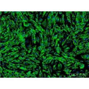 人真皮微血管内皮细胞,Human dermal microvascular endothelial cells